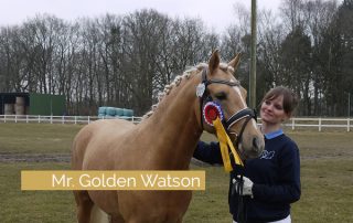 Ponyhengst Mr. Golden Watson in Schleswig-Holstein gekört