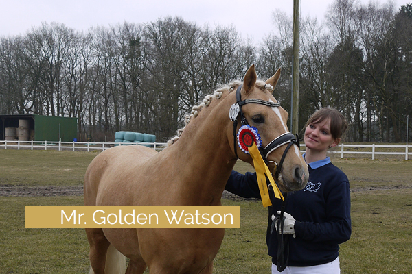 Ponyhengst Mr. Golden Watson in Schleswig-Holstein gekört