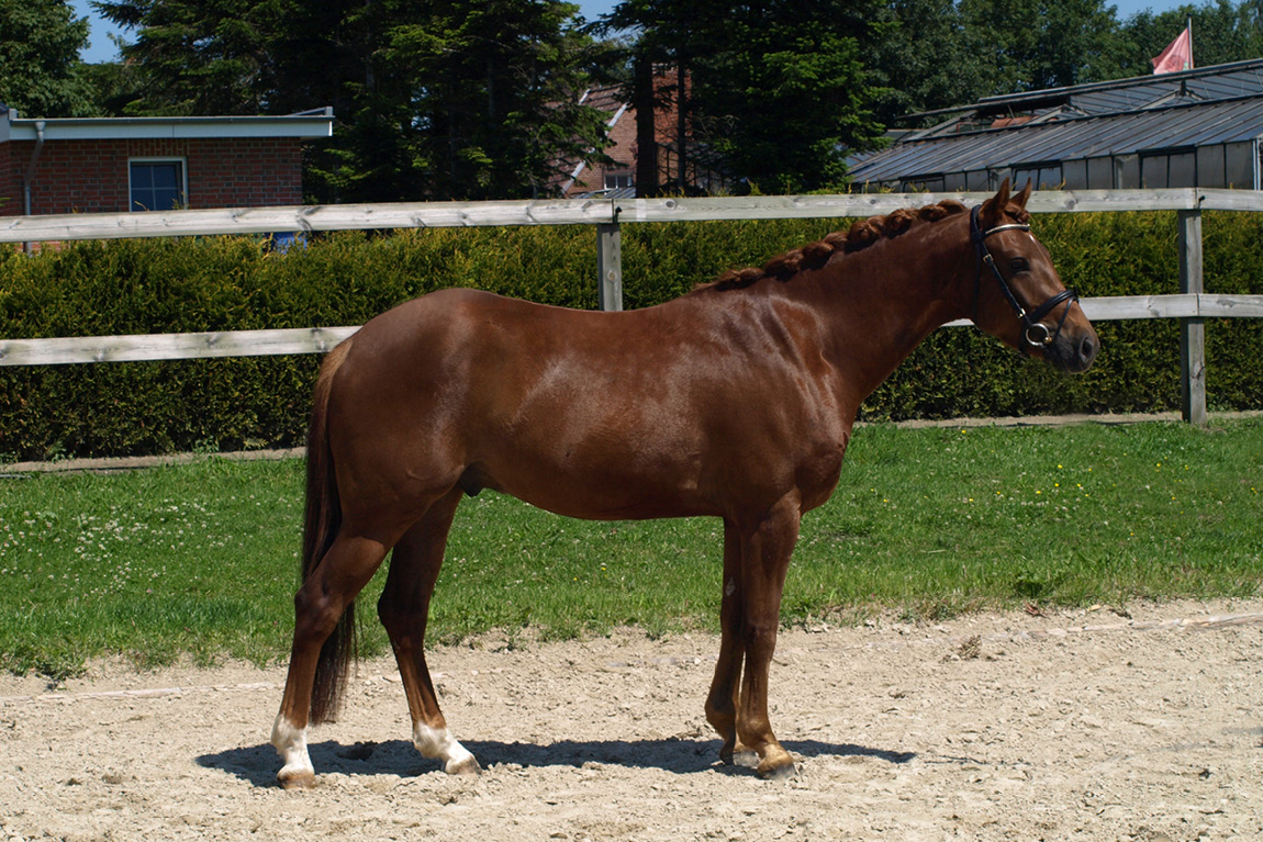 Pony kaufen und verkaufen / Sale I THI Reitponys - Sarah Thiel